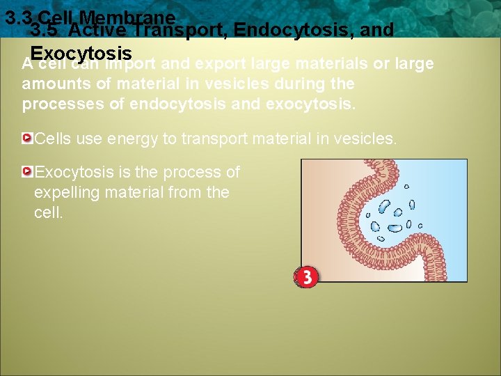 3. 3 Cell Membrane 3. 5 Active Transport, Endocytosis, and Exocytosis A cell can