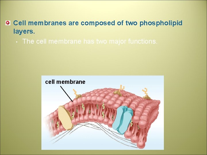 Cell membranes are composed of two phospholipid layers. • The cell membrane has two
