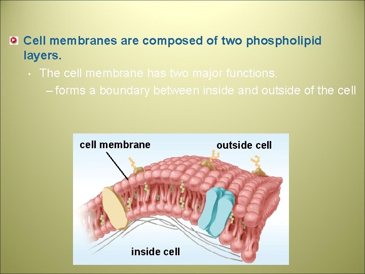 Cell membranes are composed of two phospholipid layers. • The cell membrane has two