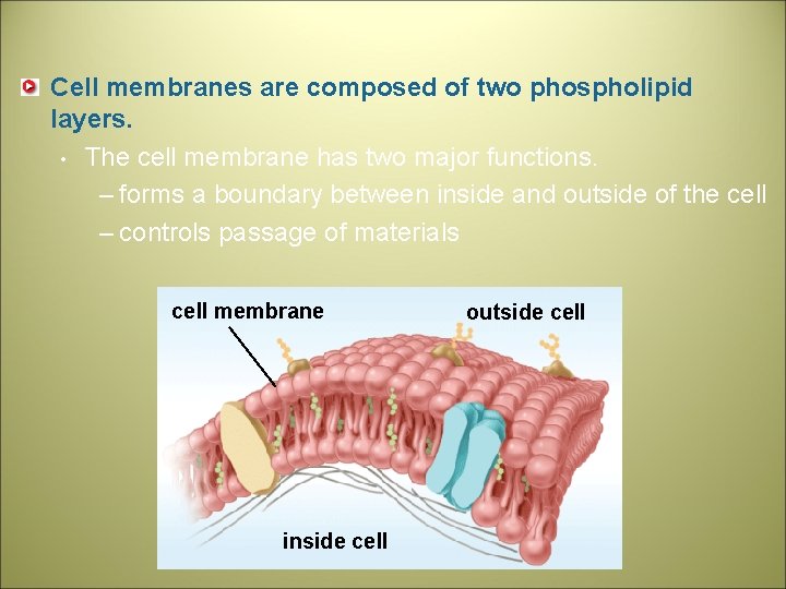 Cell membranes are composed of two phospholipid layers. • The cell membrane has two
