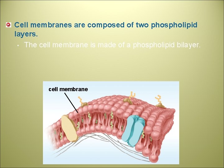 Cell membranes are composed of two phospholipid layers. • The cell membrane is made