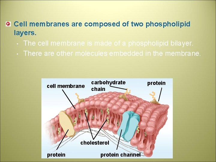 Cell membranes are composed of two phospholipid layers. • The cell membrane is made