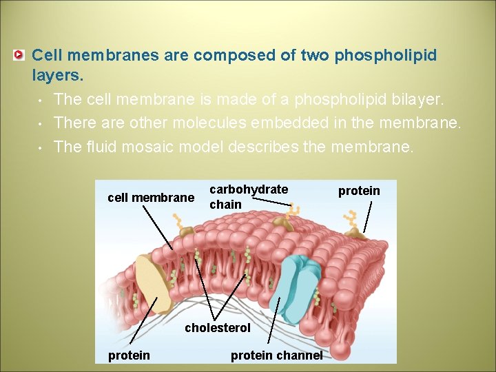 Cell membranes are composed of two phospholipid layers. • The cell membrane is made