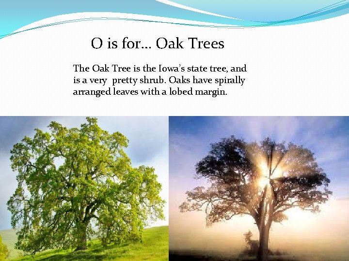 O is for… Oak Trees The Oak Tree is the Iowa’s state tree, and