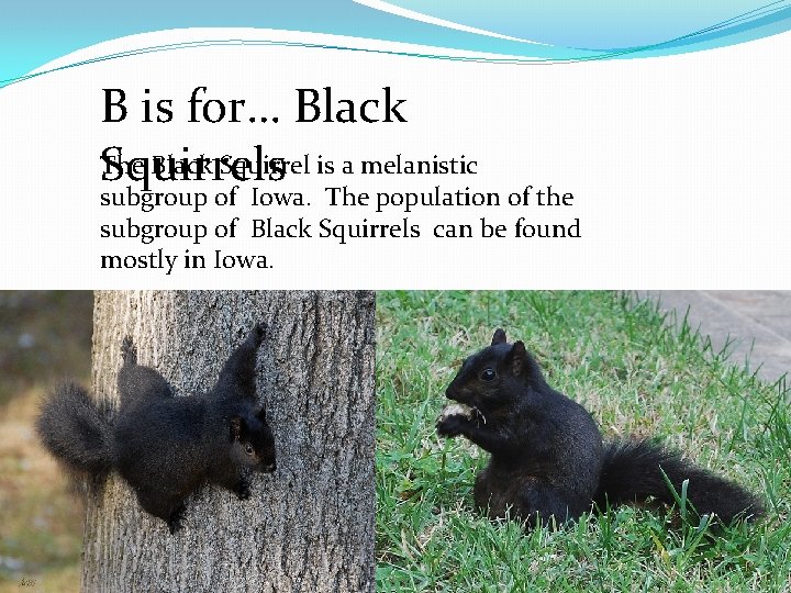 B is for… Black The Black Squirrel is a melanistic Squirrels subgroup of Iowa.