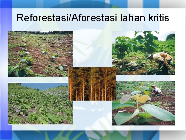 Reforestasi/Aforestasi lahan kritis 