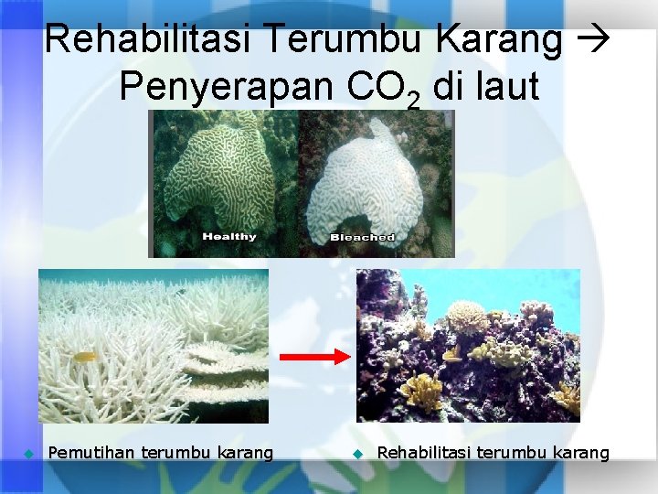 Rehabilitasi Terumbu Karang Penyerapan CO 2 di laut u Pemutihan terumbu karang u Rehabilitasi