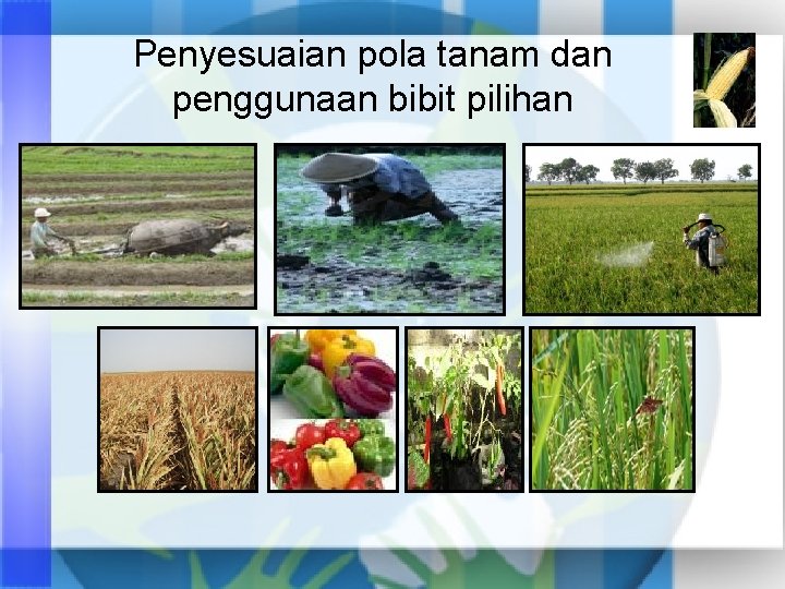 Penyesuaian pola tanam dan penggunaan bibit pilihan 