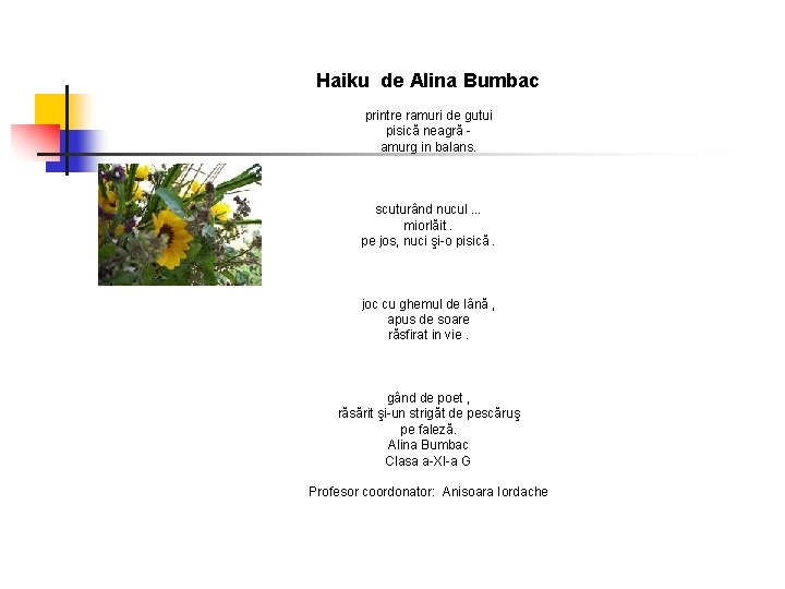 Haiku de Alina Bumbac printre ramuri de gutui pisică neagră amurg in balans. scuturând