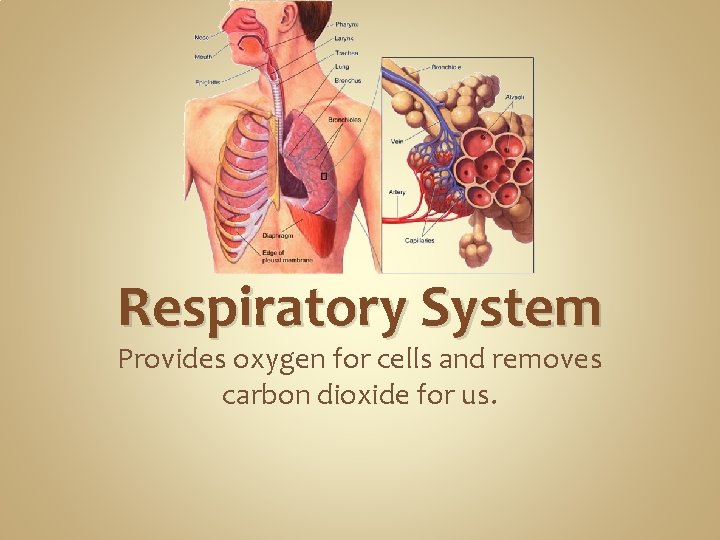 Respiratory System Provides oxygen for cells and removes carbon dioxide for us. Respiratory System Provides oxygen for cells and removes carbon dioxide for us.