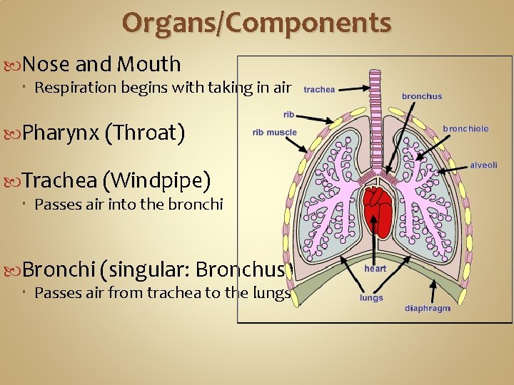 Organs/Components Nose and Mouth Respiration begins with taking in air Pharynx (Throat) Trachea (Windpipe) Organs/Components Nose and Mouth Respiration begins with taking in air Pharynx (Throat) Trachea (Windpipe)