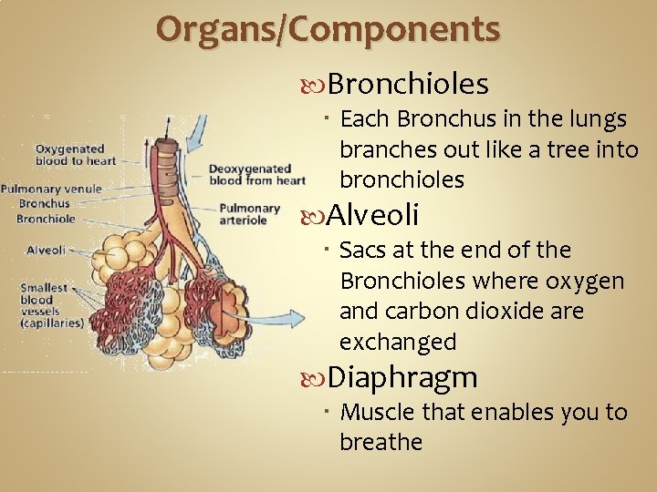 Organs/Components Bronchioles Each Bronchus in the lungs branches out like a tree into bronchioles Organs/Components Bronchioles Each Bronchus in the lungs branches out like a tree into bronchioles