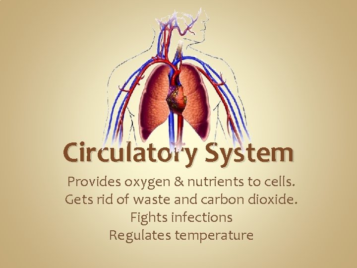 Circulatory System Provides oxygen & nutrients to cells. Gets rid of waste and carbon Circulatory System Provides oxygen & nutrients to cells. Gets rid of waste and carbon