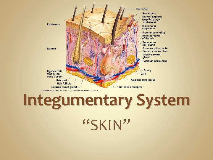 Integumentary System “SKIN” Integumentary System “SKIN”