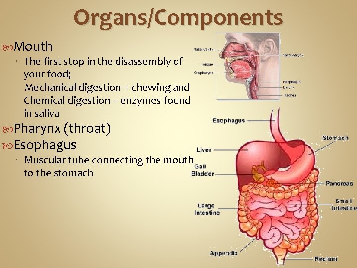 Organs/Components Mouth The first stop in the disassembly of your food; Mechanical digestion = Organs/Components Mouth The first stop in the disassembly of your food; Mechanical digestion =