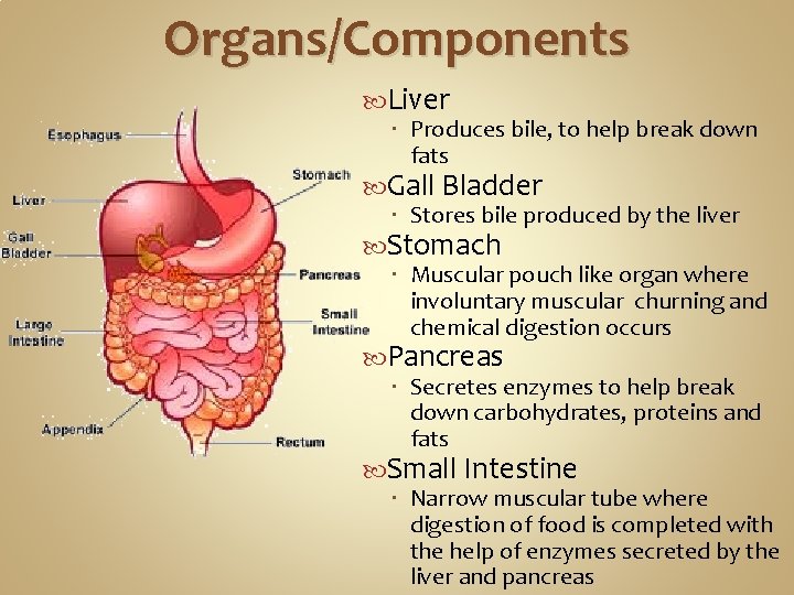 Organs/Components Liver Produces bile, to help break down fats Gall Bladder Stores bile produced Organs/Components Liver Produces bile, to help break down fats Gall Bladder Stores bile produced