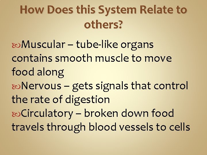 How Does this System Relate to others? Muscular – tube-like organs contains smooth muscle How Does this System Relate to others? Muscular – tube-like organs contains smooth muscle