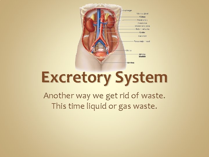 Excretory System Another way we get rid of waste. This time liquid or gas Excretory System Another way we get rid of waste. This time liquid or gas
