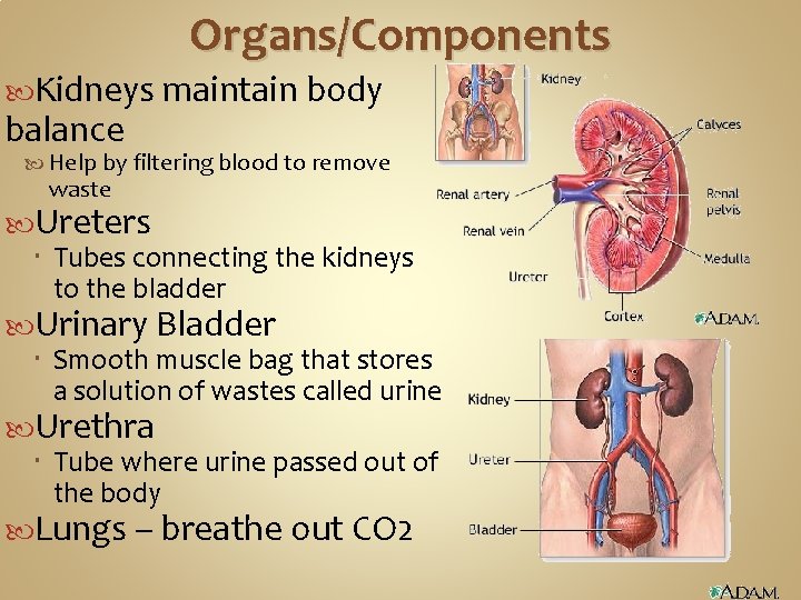 Organs/Components Kidneys maintain body balance Help by filtering blood to remove waste Ureters Tubes Organs/Components Kidneys maintain body balance Help by filtering blood to remove waste Ureters Tubes