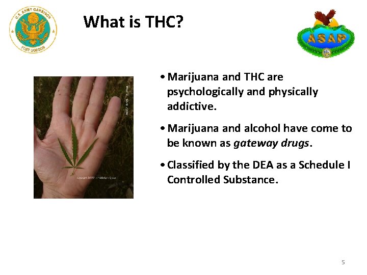What is THC? • Marijuana and THC are psychologically and physically addictive. • Marijuana What is THC? • Marijuana and THC are psychologically and physically addictive. • Marijuana