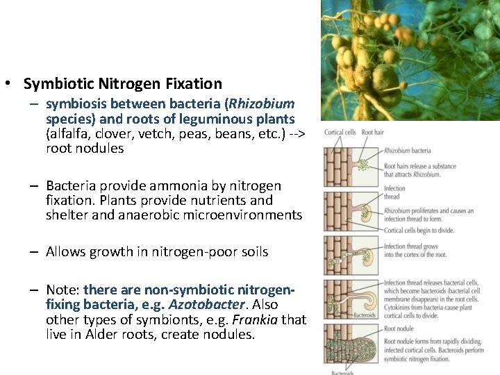  • Symbiotic Nitrogen Fixation – symbiosis between bacteria (Rhizobium species) and roots of