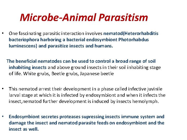 Microbe-Animal Parasitism • One fascinating parasitic interaction involves nematod(Heterorhabditis bacteriophora harboring a bacterial endosymbiont