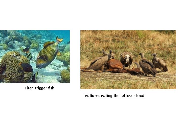 Titan trigger fish Vultures eating the leftover food 