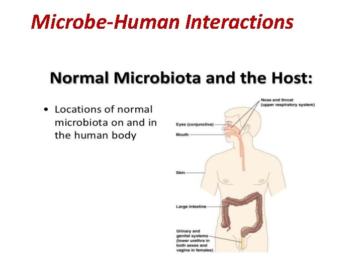 Microbe-Human Interactions 