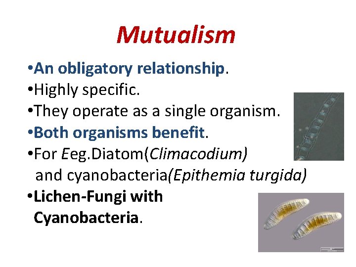 Mutualism • An obligatory relationship. • Highly specific. • They operate as a single