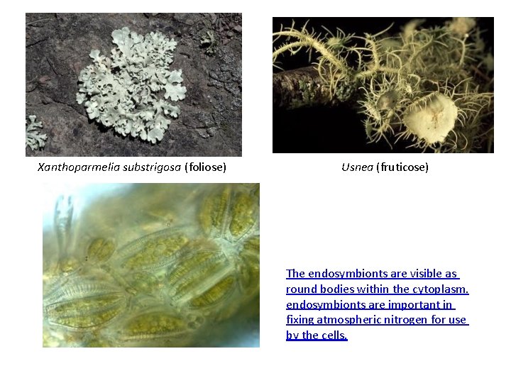 Xanthoparmelia substrigosa (foliose) Clim Usnea (fruticose) The endosymbionts are visible as round bodies within