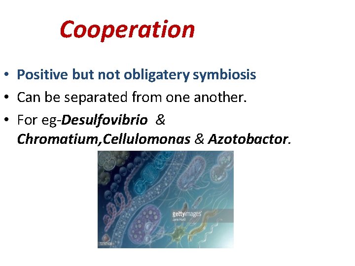 Cooperation • Positive but not obligatery symbiosis • Can be separated from one another.