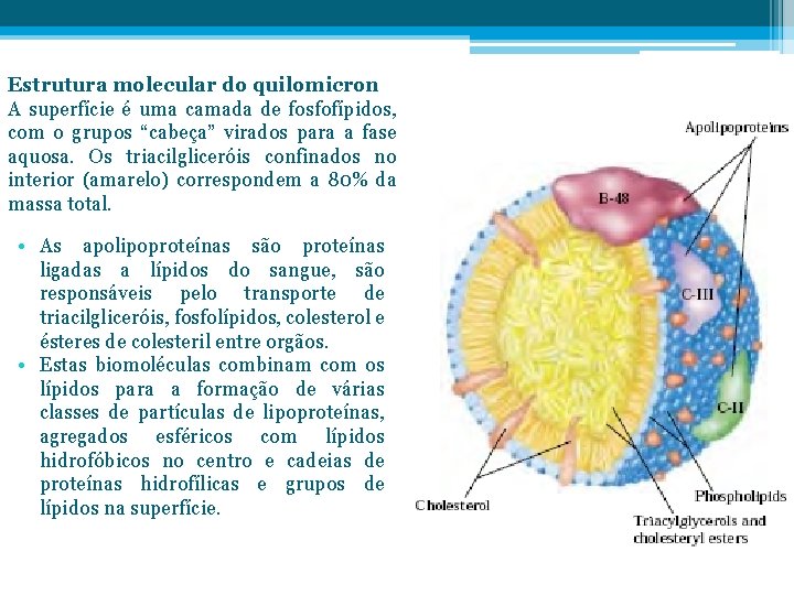 Estrutura molecular do quilomicron A superfície é uma camada de fosfofípidos, com o grupos