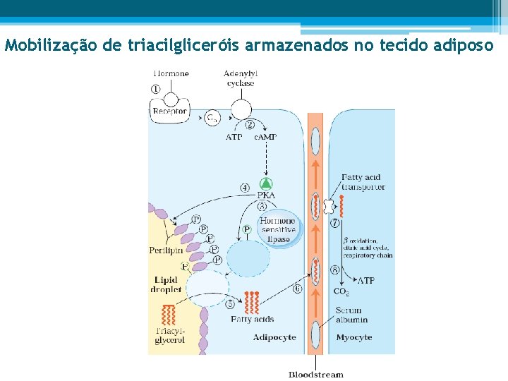 Mobilização de triacilgliceróis armazenados no tecido adiposo 
