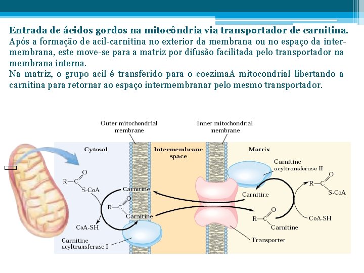 Entrada de ácidos gordos na mitocôndria via transportador de carnitina. Após a formação de