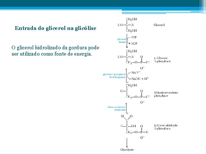 Entrada do glicerol na glicólise O glicerol hidrolizado da gordura pode ser utilizado como