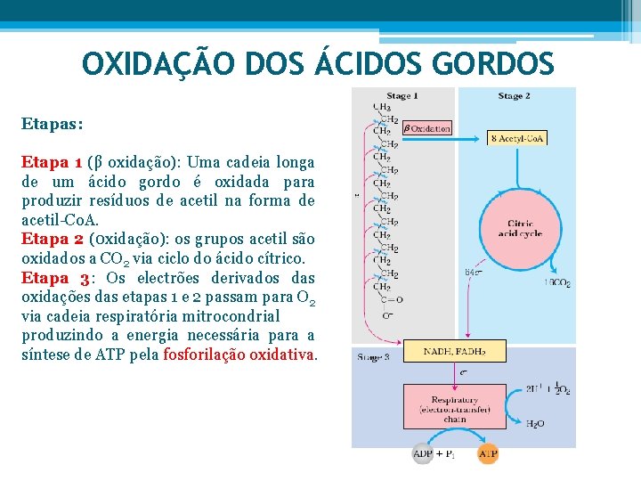 OXIDAÇÃO DOS ÁCIDOS GORDOS Etapas: Etapa 1 (β oxidação): Uma cadeia longa de um