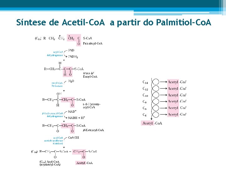 Síntese de Acetil-Co. A a partir do Palmitiol-Co. A 