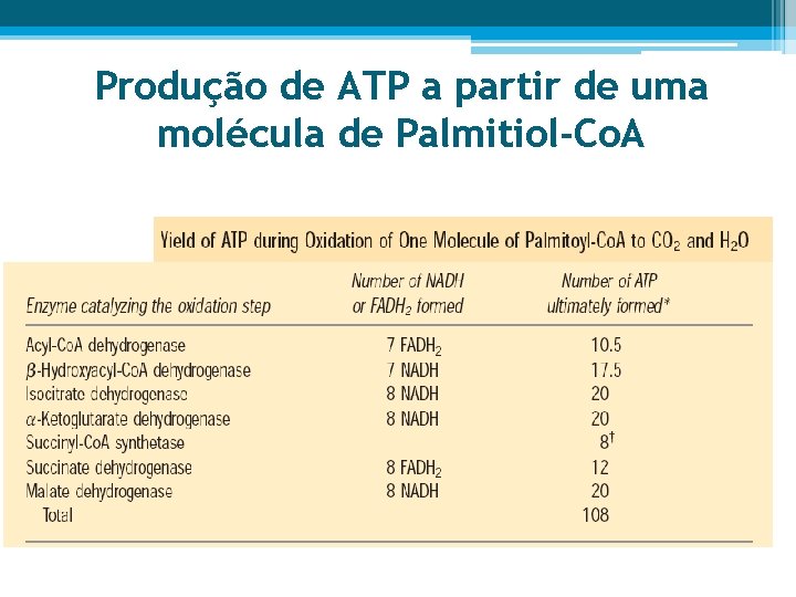Produção de ATP a partir de uma molécula de Palmitiol-Co. A 