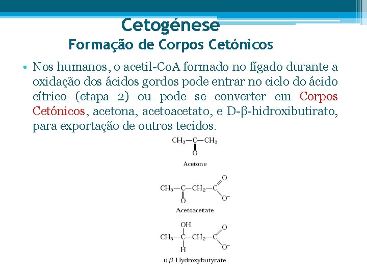 Cetogénese Formação de Corpos Cetónicos • Nos humanos, o acetil-Co. A formado no fígado