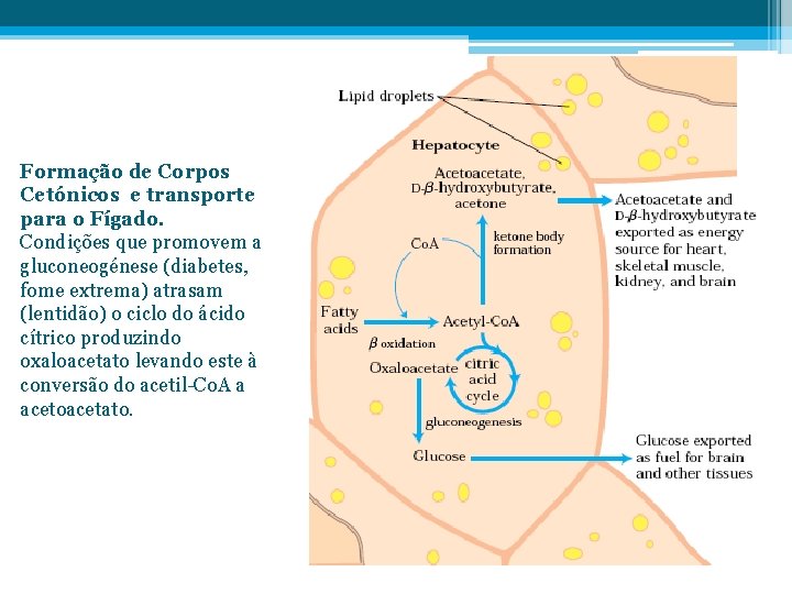 Formação de Corpos Cetónicos e transporte para o Fígado. Condições que promovem a gluconeogénese