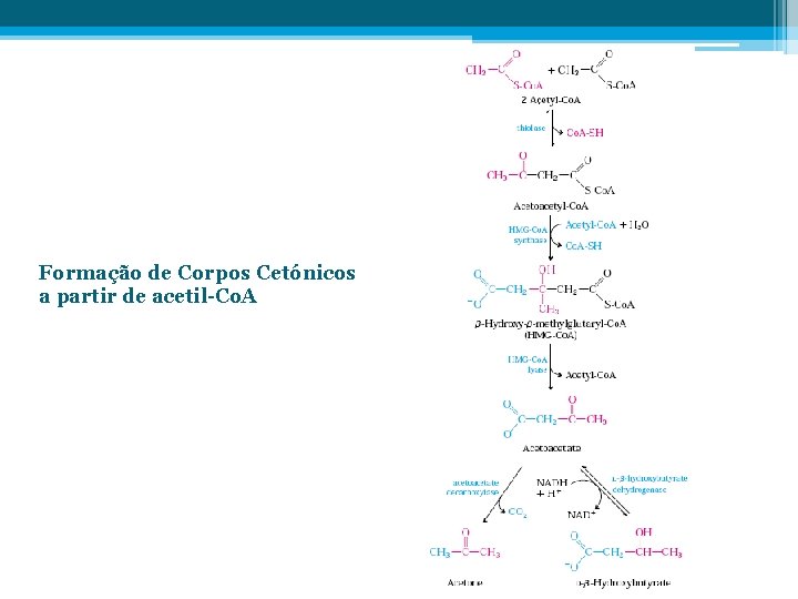 Formação de Corpos Cetónicos a partir de acetil-Co. A 