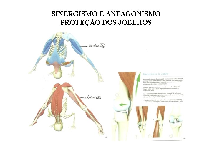SINERGISMO E ANTAGONISMO PROTEÇÃO DOS JOELHOS 