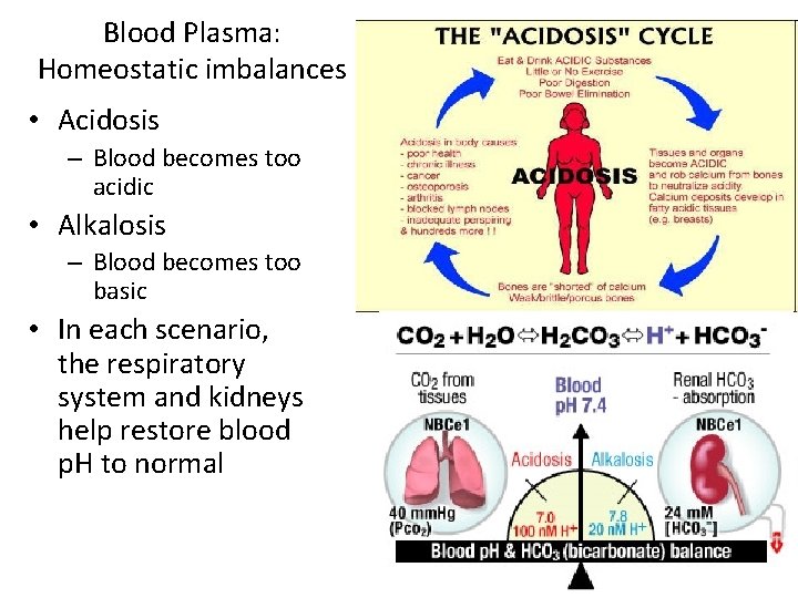 Blood Plasma: Homeostatic imbalances • Acidosis – Blood becomes too acidic • Alkalosis –