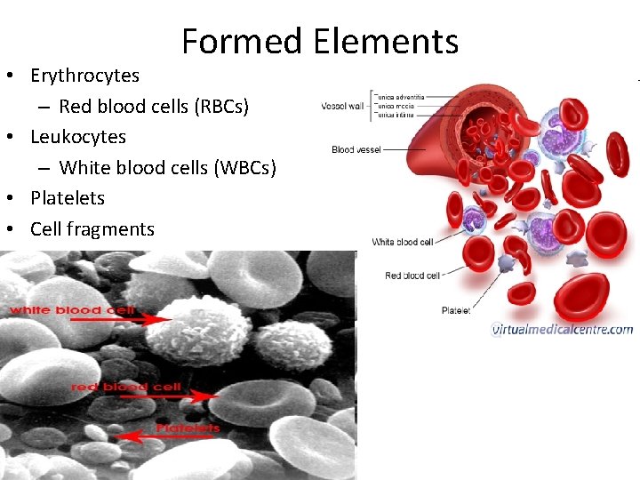 Formed Elements • Erythrocytes – Red blood cells (RBCs) • Leukocytes – White blood