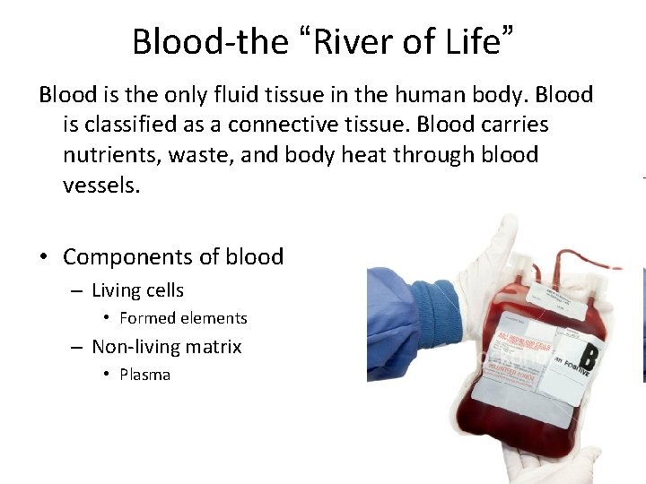 Blood-the “River of Life” Blood is the only fluid tissue in the human body.