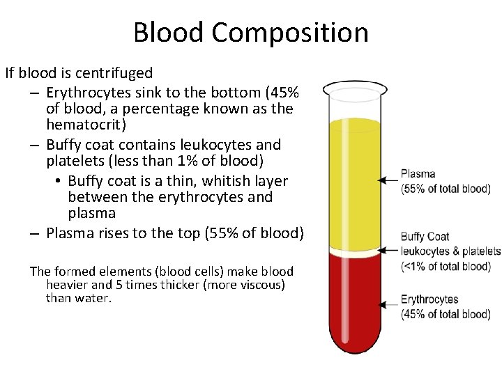 Blood Composition If blood is centrifuged – Erythrocytes sink to the bottom (45% of