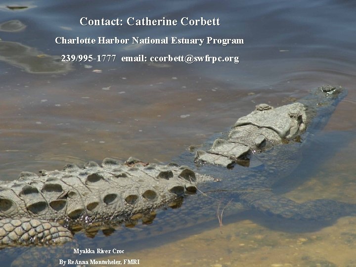 Contact: Catherine Corbett Charlotte Harbor National Estuary Program 239/995 -1777 email: ccorbett@swfrpc. org Myakka