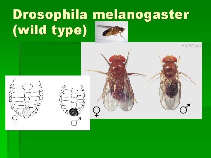 Drosophila melanogaster (wild type) 