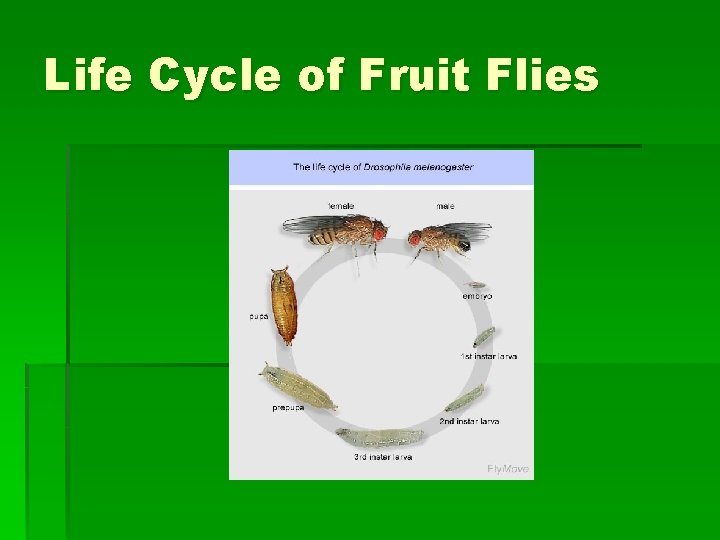 Life Cycle of Fruit Flies 