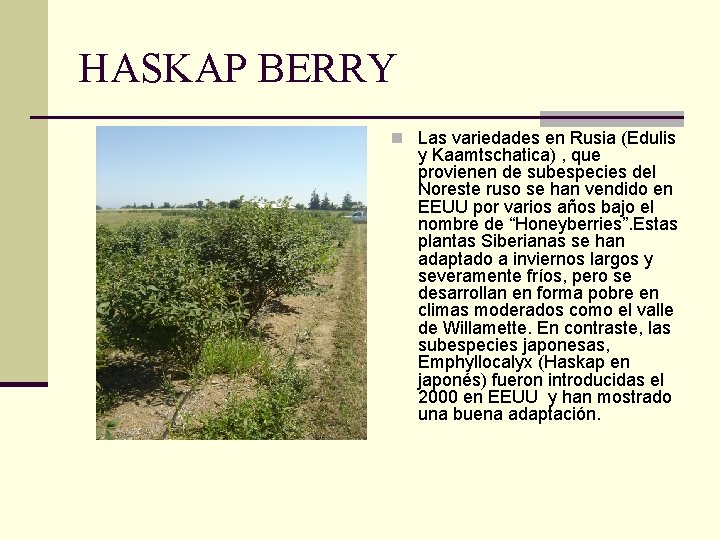 HASKAP BERRY n Las variedades en Rusia (Edulis y Kaamtschatica) , que provienen de